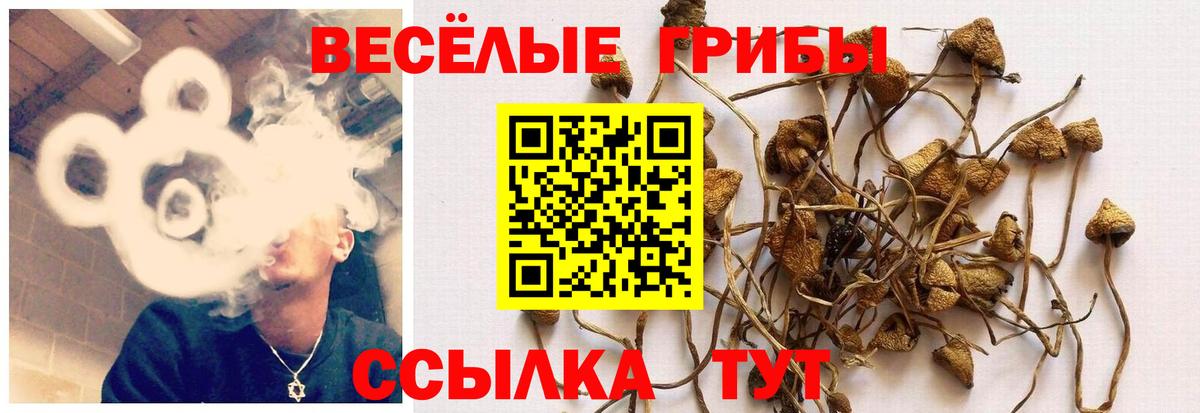 Можга  Галлюциногенные грибы ЛСД  Вход с VPN 